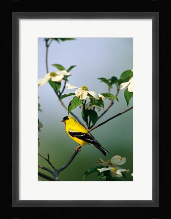 Framed American Goldfinch In A Dogwood Tree, Marion, IL Print