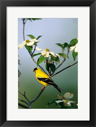 Framed American Goldfinch In A Dogwood Tree, Marion, IL Print