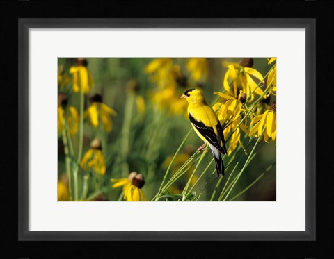 Framed American Goldfinch On Gray-Headed Coneflowers, Marion, IL Print
