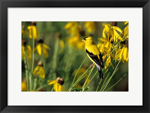 Framed American Goldfinch On Gray-Headed Coneflowers, Marion, IL Print