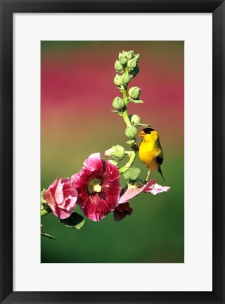 Framed American Goldfinch On Hollyhock, Marion, IL Print