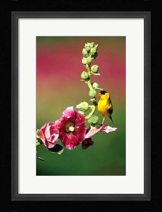 Framed American Goldfinch On Hollyhock, Marion, IL Print