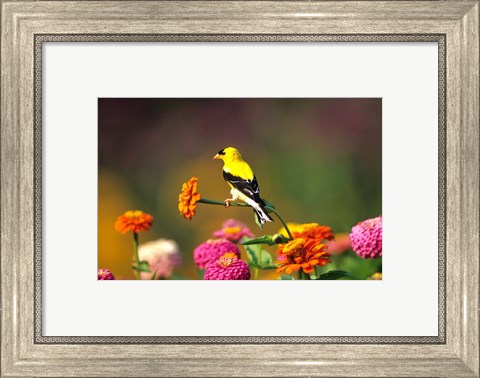 Framed American Goldfinch On Zinnias, Marion, IL Print