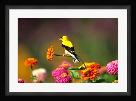 Framed American Goldfinch On Zinnias, Marion, IL Print