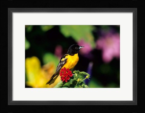 Framed Baltimore Oriole On Lantana, Marion, IL Print