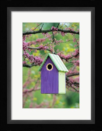 Framed Bird House In Eastern Redbud, Marion, IL Print