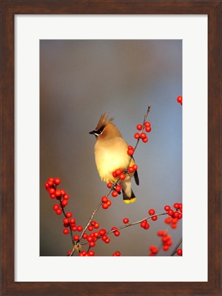 Framed Cedar Waxwing In Common Winterberry, Marion, IL Print