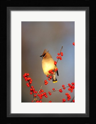 Framed Cedar Waxwing In Common Winterberry, Marion, IL Print