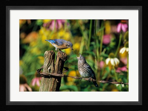 Framed Eastern Bluebird Feeding Fledgling On Fence Print