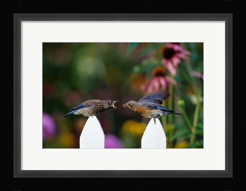 Framed Eastern Bluebird Feeding Fledgling  A Worm, Marion, IL Print