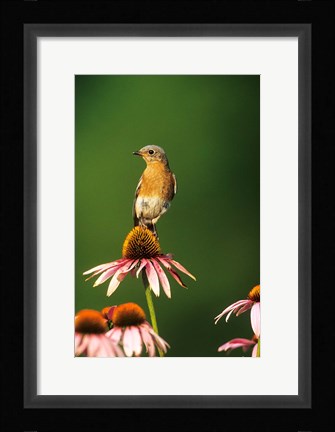 Framed Eastern Bluebird On Purple Coneflowers, Marion, IL Print
