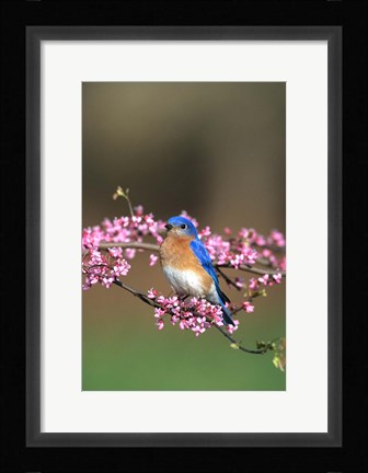 Framed Eastern Bluebird In Redbud Tree, Marion, IL Print