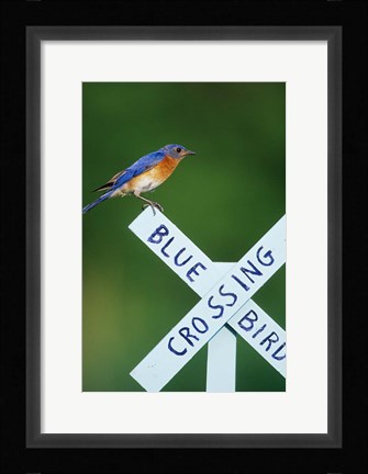Framed Eastern Bluebird On Crossing Sign, Marion, IL Print