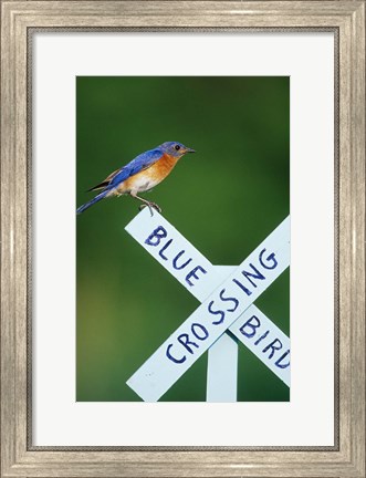 Framed Eastern Bluebird On Crossing Sign, Marion, IL Print