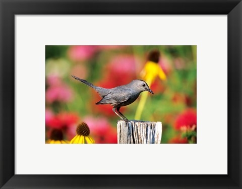 Framed Gray Catbird On A Fence Post, Marion, IL Print