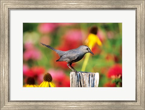 Framed Gray Catbird On A Fence Post, Marion, IL Print