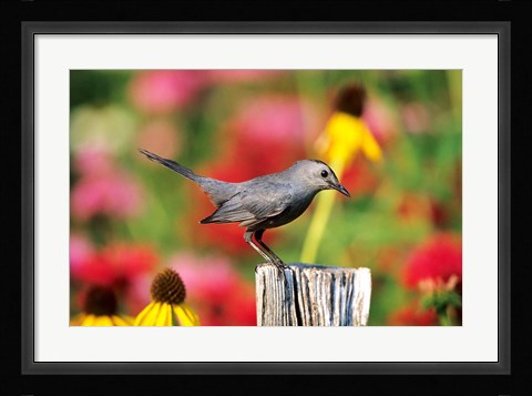 Framed Gray Catbird On A Fence Post, Marion, IL Print