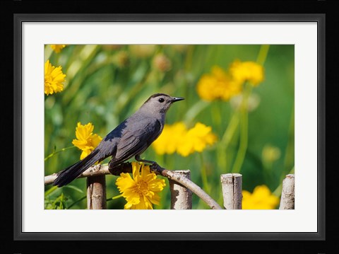 Framed Gray Catbird On A Wooden Fence, Marion, IL Print