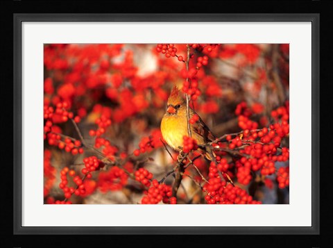 Framed Northern Cardinal In Common Winterberry Marion, IL Print
