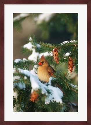 Framed Northern Cardinal In A Spruce Tree In Winter, Marion, IL Print