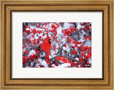 Framed Northern Cardinal In The Winter, Marion, IL Print