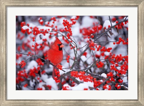 Framed Northern Cardinal In The Winter, Marion, IL Print