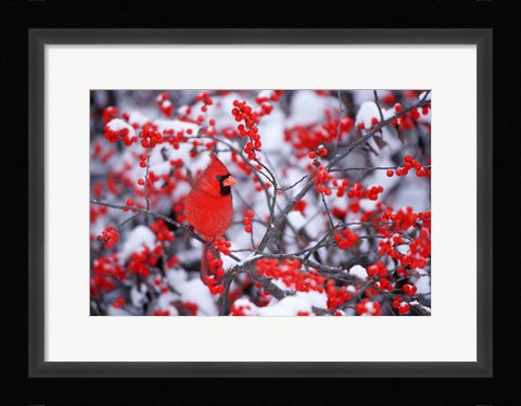 Framed Northern Cardinal In The Winter, Marion, IL Print
