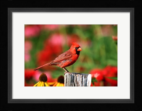 Framed Northern Cardinal On A Fence Post, Marion, IL Print