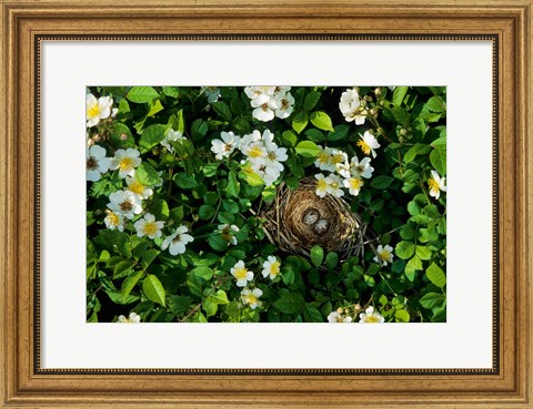 Framed Song Sparrow Nest With Eggs, IL Print