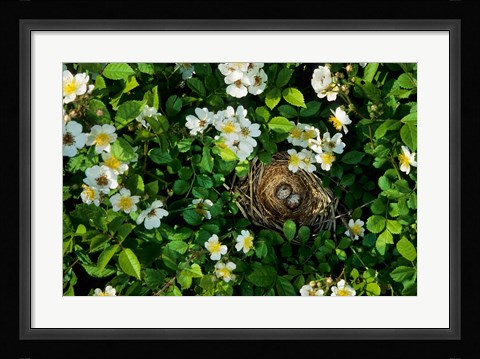 Framed Song Sparrow Nest With Eggs, IL Print