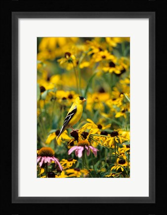 Framed American Goldfinch On Black-Eyed Susans, Illinois Print