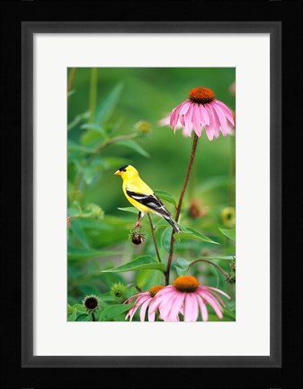 Framed American Goldfinch On Purple Coneflower, Illinois Print