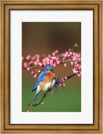 Framed Eastern Bluebird N Redbud Tree In Spring, Illinois Print