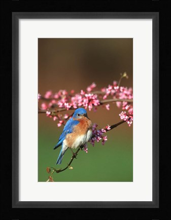 Framed Eastern Bluebird N Redbud Tree In Spring, Illinois Print