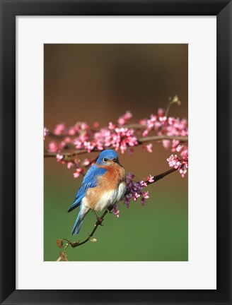 Framed Eastern Bluebird N Redbud Tree In Spring, Illinois Print