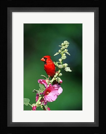 Framed Northern Cardinal On Hollyhock, Illinois Print