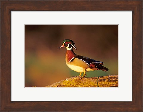 Framed Wood Duck  On A Log, Illinois Print