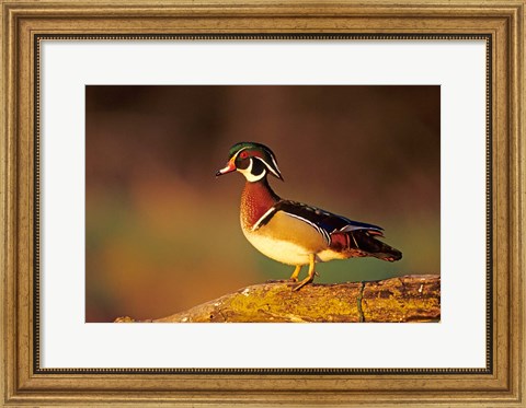 Framed Wood Duck  On A Log, Illinois Print