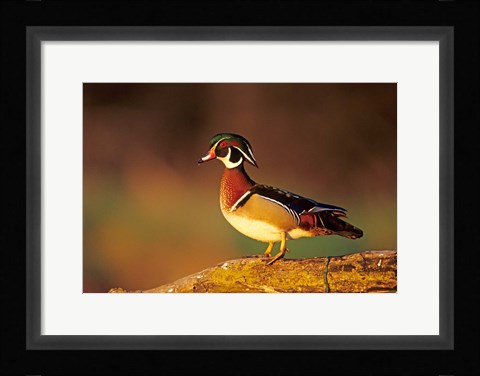 Framed Wood Duck  On A Log, Illinois Print