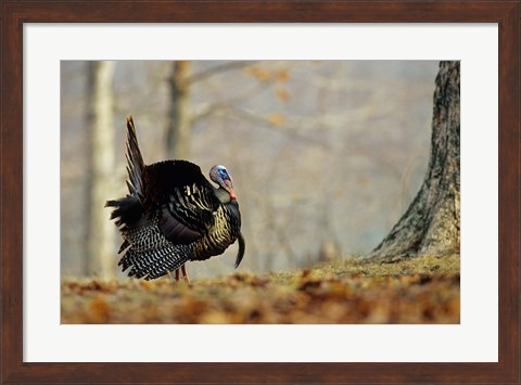 Framed Eastern Wild Turkey Strutting, Illinois Print
