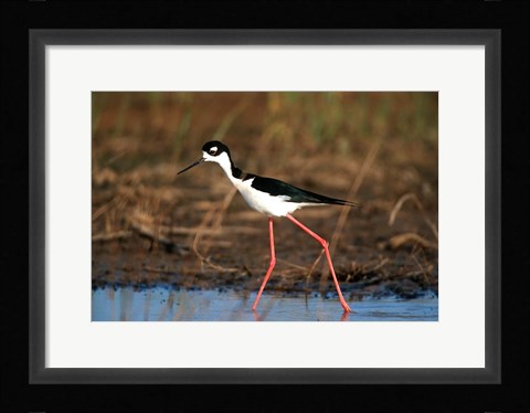 Framed Black-Necked Stilt, Illinois Print