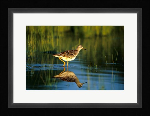 Framed Greater Yellowlegs In Wetland, Illinois Print