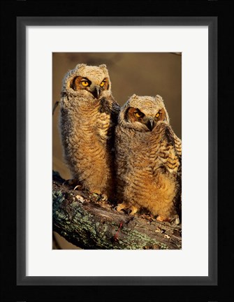 Framed Great Horned Owls, Illinois Print