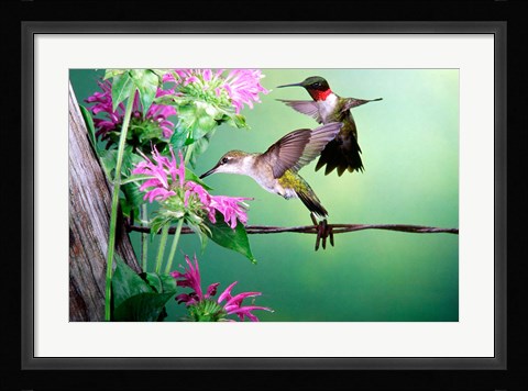 Framed Ruby-Throated Hummingbirds At Bee Balm Print