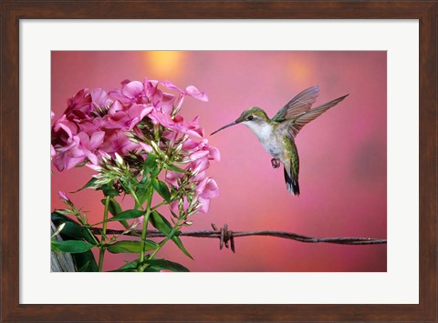 Framed Ruby-Throated Hummingbird Near Garden Phlox Print