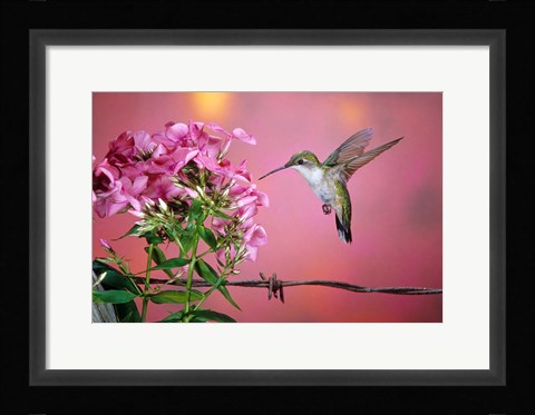 Framed Ruby-Throated Hummingbird Near Garden Phlox Print