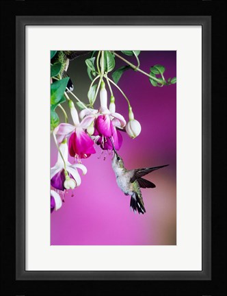 Framed Ruby-Throated Hummingbird Near Hybrid Fuchsia Print