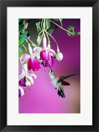 Framed Ruby-Throated Hummingbird Near Hybrid Fuchsia Print