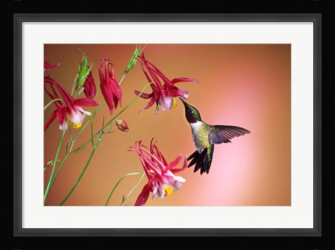 Framed Ruby-Throated Hummingbird On Crimson Star Columbine Print