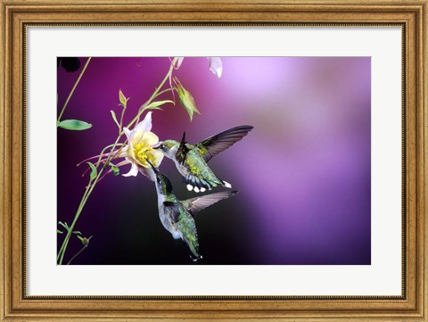 Framed Ruby-Throated Hummingbird Females At Mckana Hybrid Columbine, Shelby County, Illinois Print